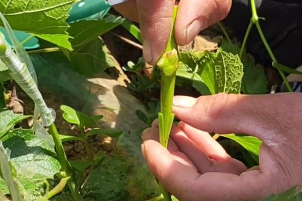 葡萄树能嫁接的果树有哪些，可以嫁接实生苗葡萄、山葡萄等