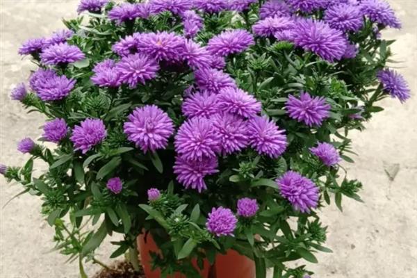 紫苑花的养殖方法，室内养殖需时常开窗透气