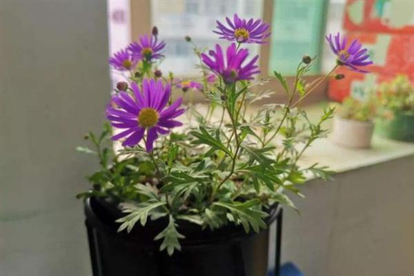 紫苑花的养殖方法，室内养殖需时常开窗透气