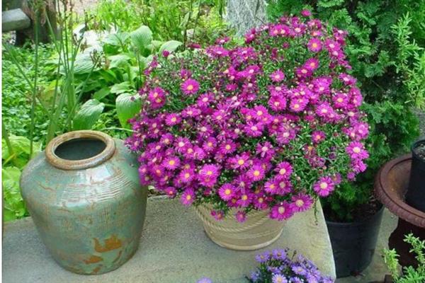 紫苑花的养殖方法，室内养殖需时常开窗透气