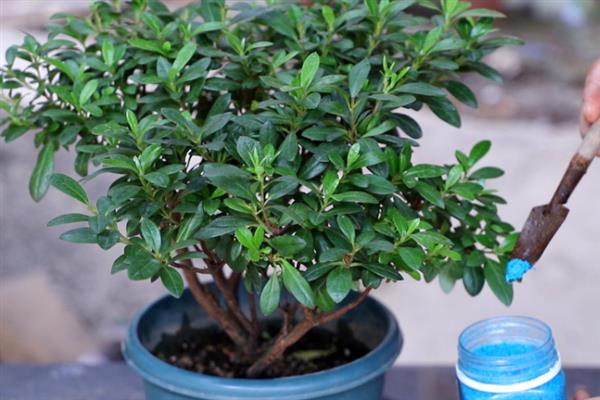 杜鹃花的施肥时间，春秋季节、开花前后均可追施