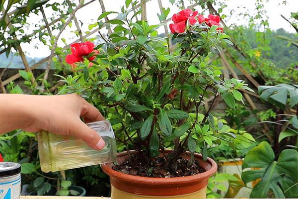 杜鹃花的施肥时间，春秋季节、开花前后均可追施
