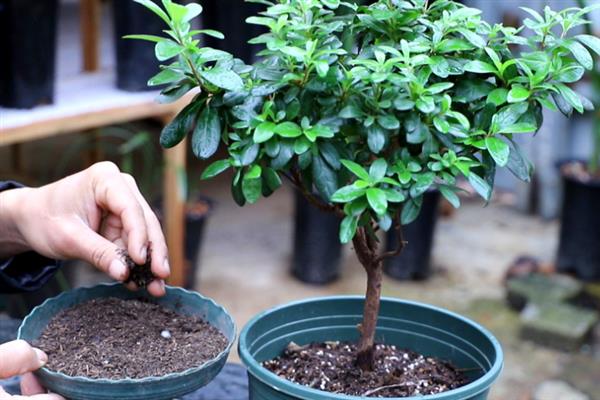 杜鹃花的施肥时间，春秋季节、开花前后均可追施