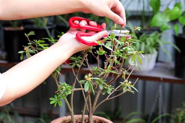 杜鹃花的施肥时间，春秋季节、开花前后均可追施
