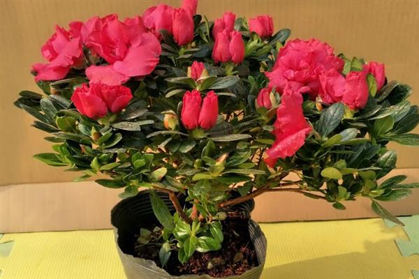 杜鹃花的施肥时间，春秋季节、开花前后均可追施