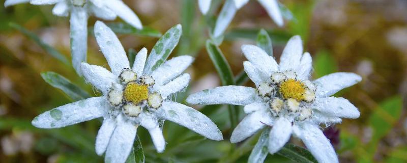 雪绒花的简介，是一种无毒的草本植物