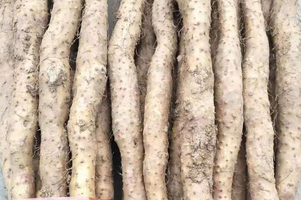 哪里产出的山药品质好，集中在河南、湖南、广东等地方