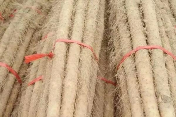哪里产出的山药品质好，集中在河南、湖南、广东等地方
