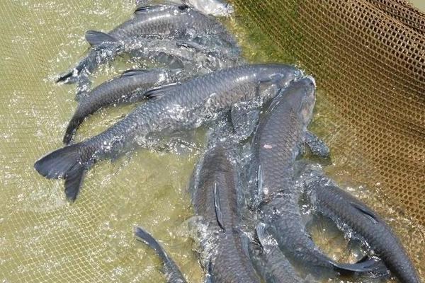 青鱼会不会自然繁殖，环境适宜时具备自然繁殖的能力