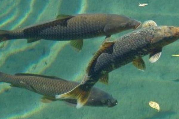 青鱼会不会自然繁殖，环境适宜时具备自然繁殖的能力