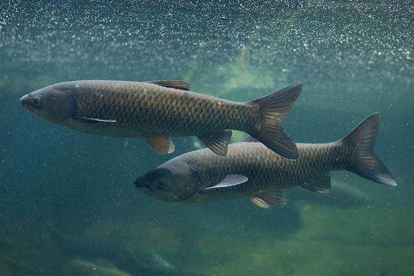 青鱼会不会自然繁殖，环境适宜时具备自然繁殖的能力