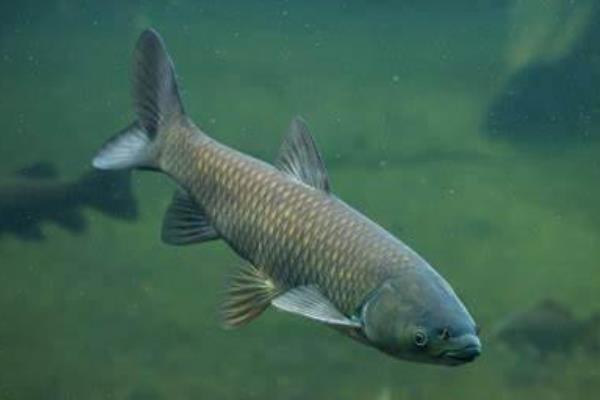 青鱼会不会自然繁殖，环境适宜时具备自然繁殖的能力