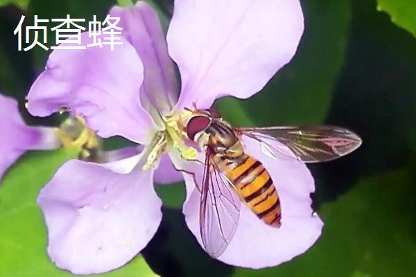 侦查蜂来后又不来了的原因，可能是有更适合的新巢址