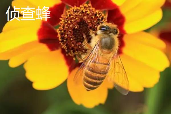 侦查蜂来后又不来了的原因，可能是有更适合的新巢址