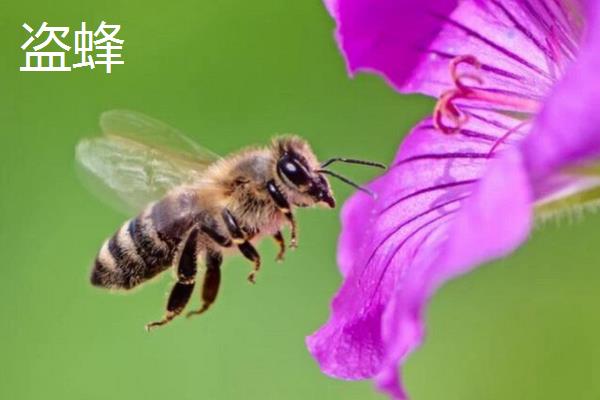 侦查蜂来后又不来了的原因，可能是有更适合的新巢址