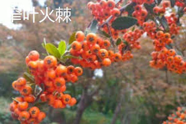 怎么养火棘，春季生长期可以3-5天浇水一次
