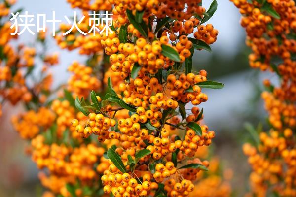 怎么养火棘，春季生长期可以3-5天浇水一次