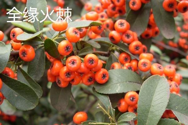 怎么养火棘，春季生长期可以3-5天浇水一次