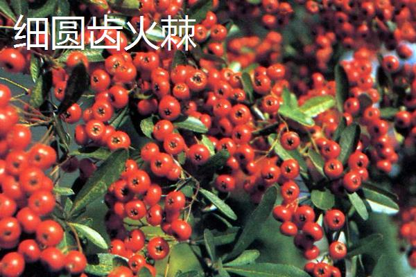 怎么养火棘，春季生长期可以3-5天浇水一次