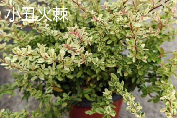 怎么养火棘，春季生长期可以3-5天浇水一次