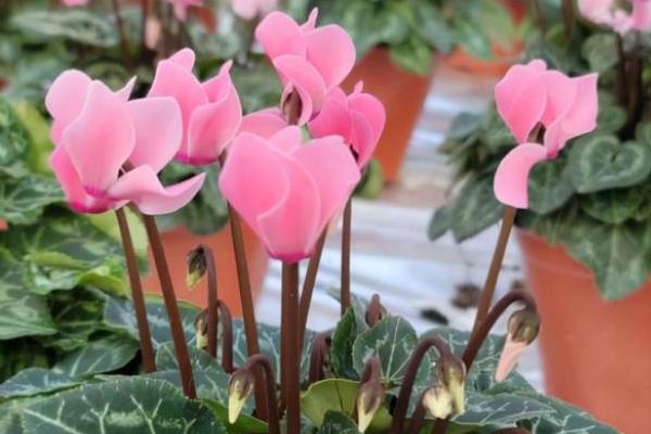 仙客来的养殖要点，适宜生长的温度在20℃左右