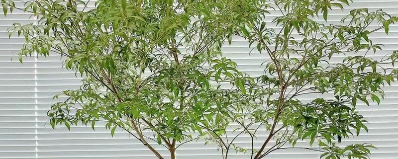 马醉木能在室内养吗，如果家有小孩不建议在室内养