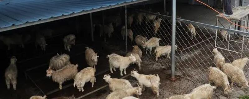 养羊棚圈冬季怎么保暖，可安装供暖设备或设立挡风膜