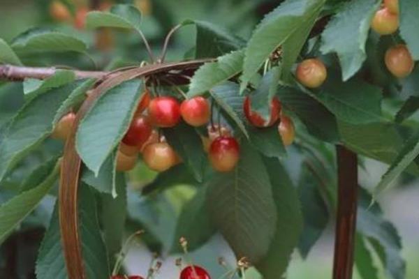 为什么樱桃树结果后果子会萎缩，可能是缺少水分或养分不足所致