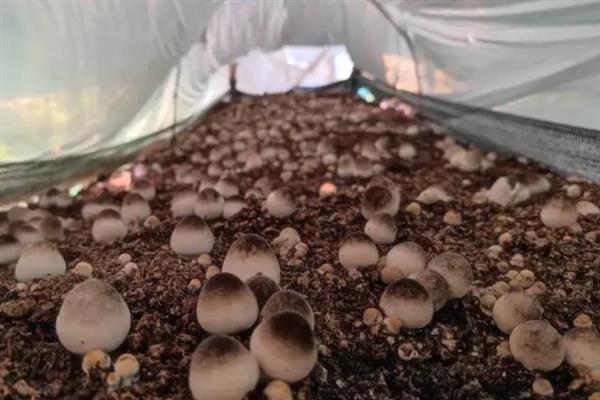 如何高产稳产的种植草菇,菌丝生长发育适温28-32℃
