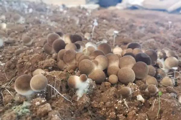 如何高产稳产的种植草菇,菌丝生长发育适温28-32℃