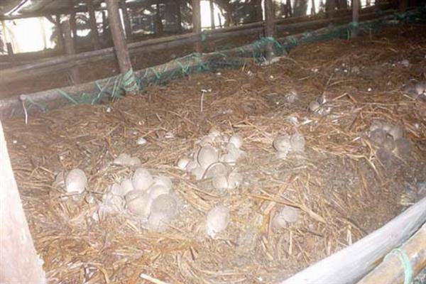 如何高产稳产的种植草菇,菌丝生长发育适温28-32℃