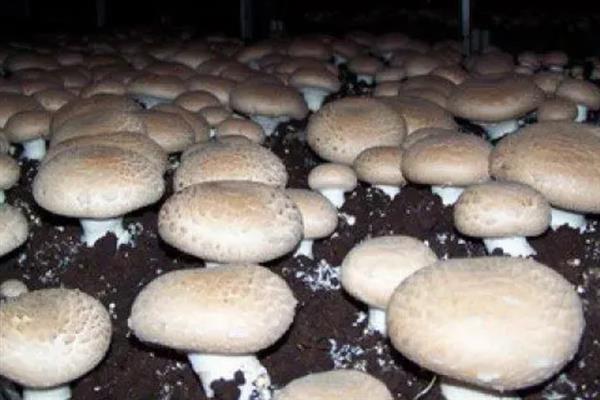 如何高产稳产的种植草菇,菌丝生长发育适温28-32℃
