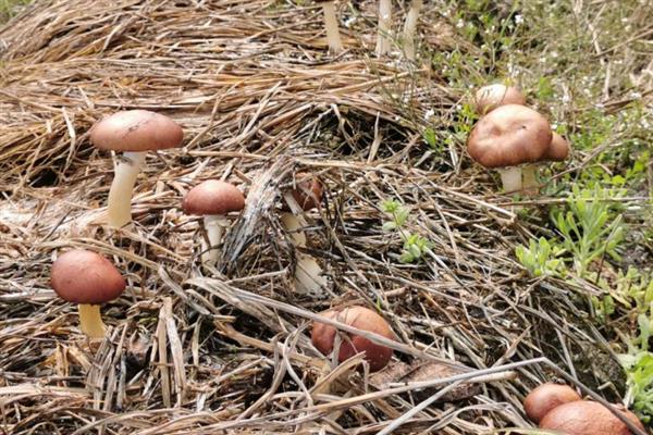 如何高产稳产的种植草菇,菌丝生长发育适温28-32℃