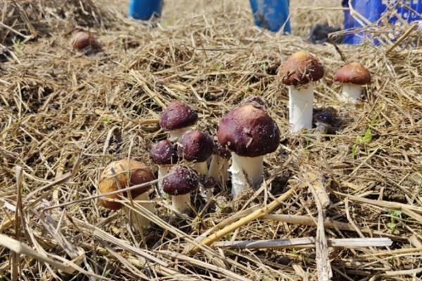 如何高产稳产的种植草菇,菌丝生长发育适温28-32℃