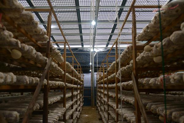 如何高产稳产的种植草菇,菌丝生长发育适温28-32℃