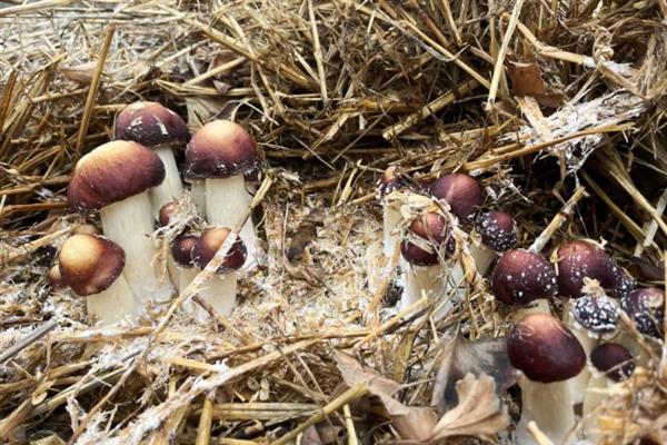 如何高产稳产的种植草菇,菌丝生长发育适温28-32℃