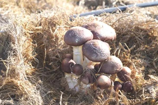 如何高产稳产的种植草菇,菌丝生长发育适温28-32℃