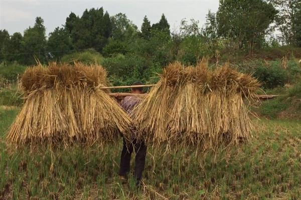 如何高产稳产的种植草菇,菌丝生长发育适温28-32℃