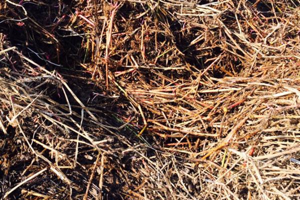 如何高产稳产的种植草菇,菌丝生长发育适温28-32℃