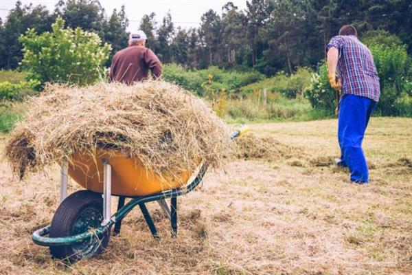 如何高产稳产的种植草菇,菌丝生长发育适温28-32℃
