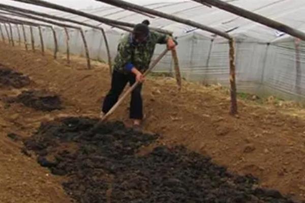 如何高产稳产的种植草菇,菌丝生长发育适温28-32℃