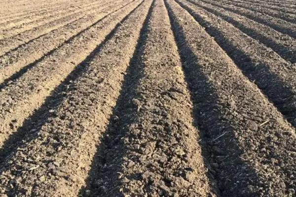 如何高产稳产的种植草菇,菌丝生长发育适温28-32℃