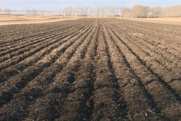 如何高产稳产的种植草菇,菌丝生长发育适温28-32℃