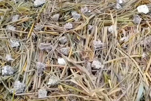 如何高产稳产的种植草菇,菌丝生长发育适温28-32℃