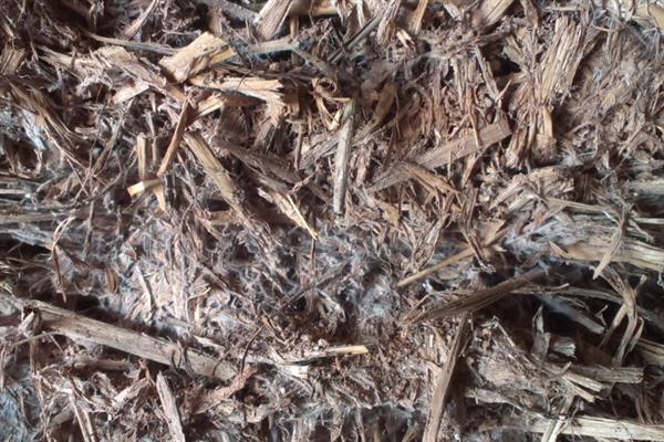 如何高产稳产的种植草菇,菌丝生长发育适温28-32℃