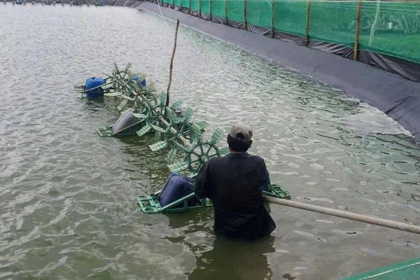 养殖泥鳅需要什么条件，把池塘建造在排灌方便的地方