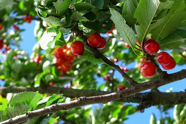 为什么樱桃树结果后果子会萎缩，可能是缺少水分或养分不足所致