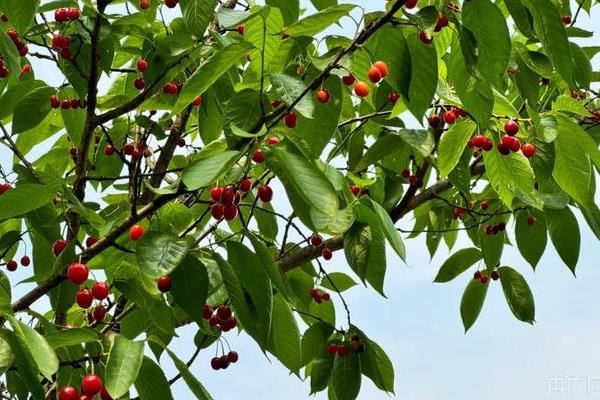 为什么樱桃树结果后果子会萎缩，可能是缺少水分或养分不足所致