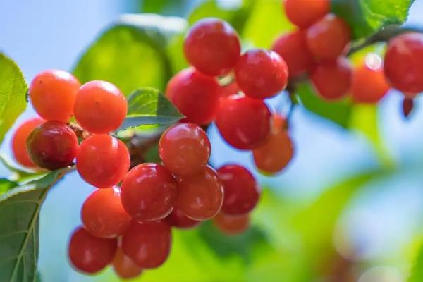 为什么樱桃树结果后果子会萎缩，可能是缺少水分或养分不足所致