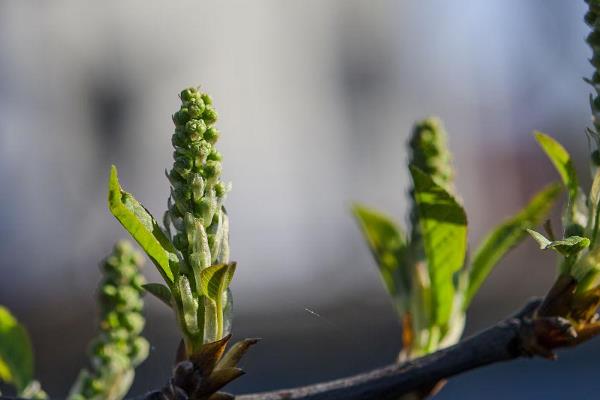 为什么樱桃树结果后果子会萎缩，可能是缺少水分或养分不足所致